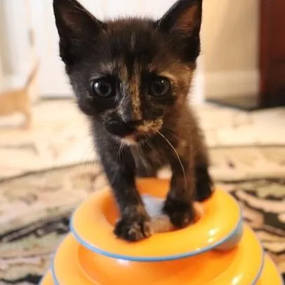 A baby small-sized female Black Domestic Short Hair cat named Electric Eel for adoption in Austin, TX