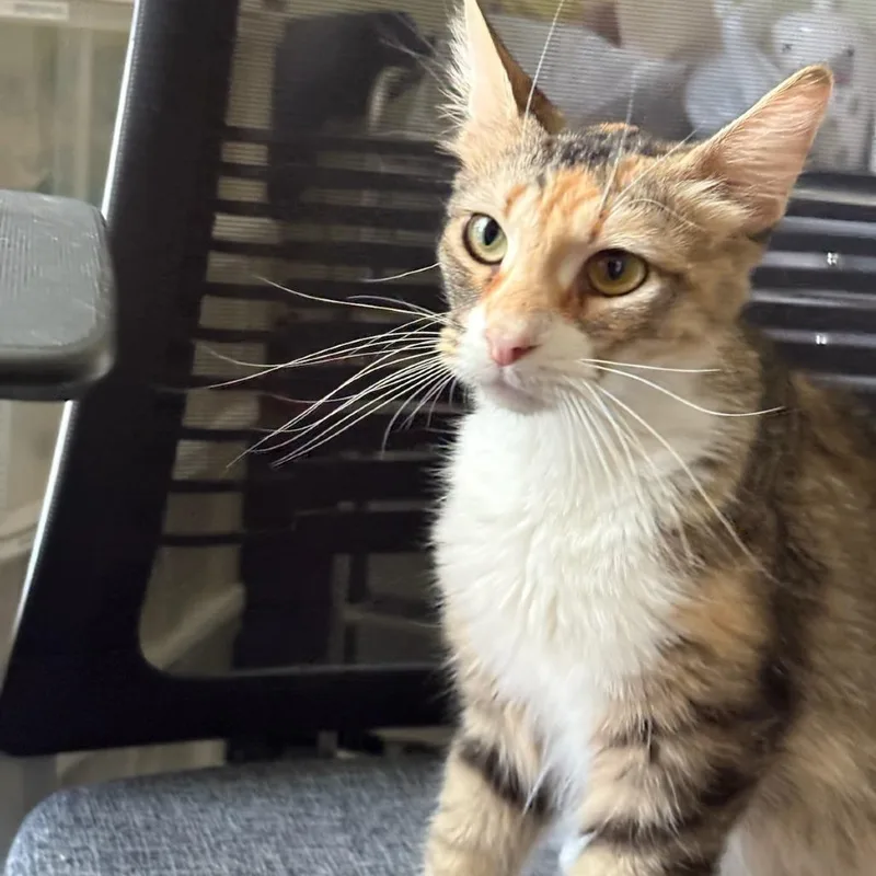 A young medium-sized female Torbie Domestic Long Hair cat named Fiona for adoption in San Antonio, TX