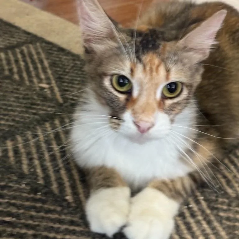 Fiona thumbnail 5
