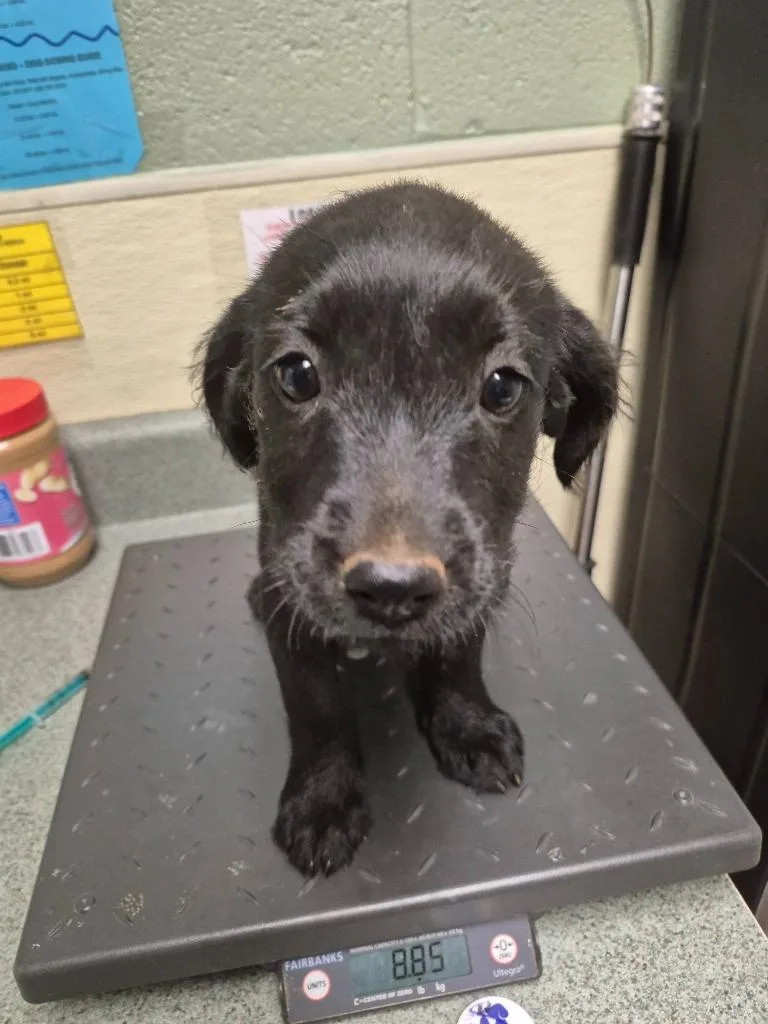 A baby small-sized female Mixed Breed dog named Prairie for adoption in Ellijay, GA