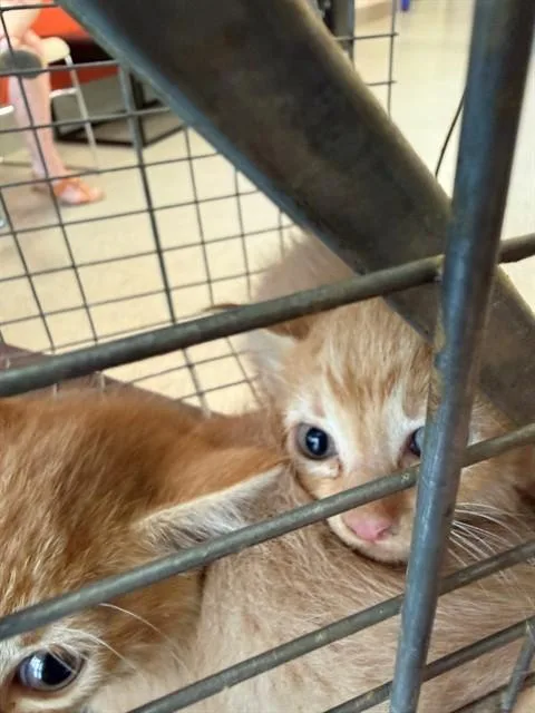 A baby small-sized female Domestic Short Hair cat named Gouda for adoption in Louisville, KY