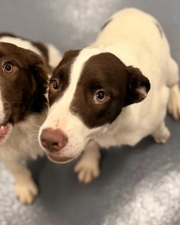 A young large-sized female Australian Shepherd dog named Yela for adoption in Canton, GA