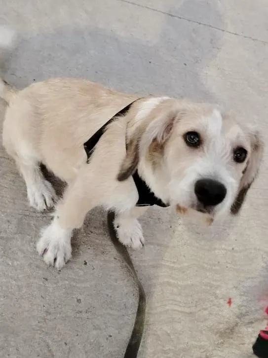 A baby medium-sized male White / Cream Terrier dog named Elmo for adoption in Escondido, CA