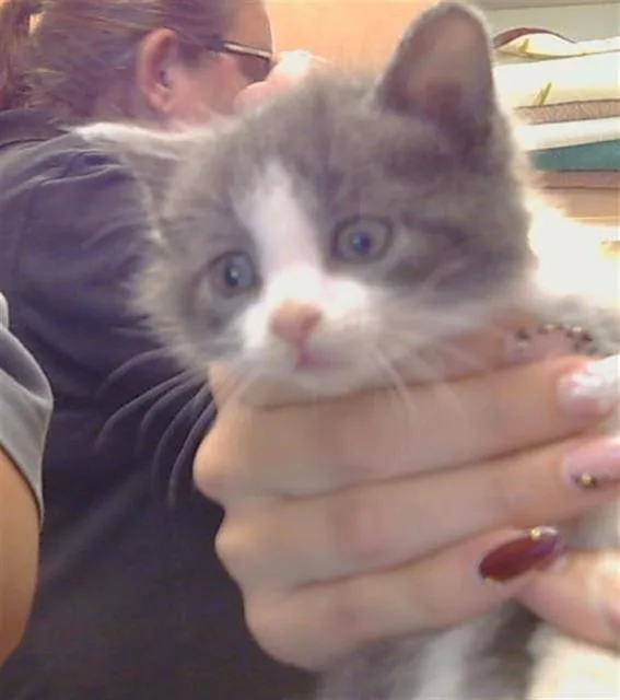 A baby small-sized female Domestic Short Hair cat named Mzythra for adoption in Sacramento, CA