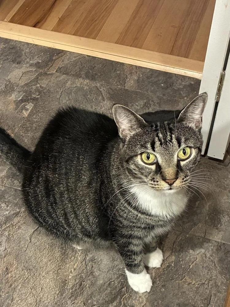 An adult large-sized female Domestic Short Hair cat named Juniper for adoption in Bowie, MD