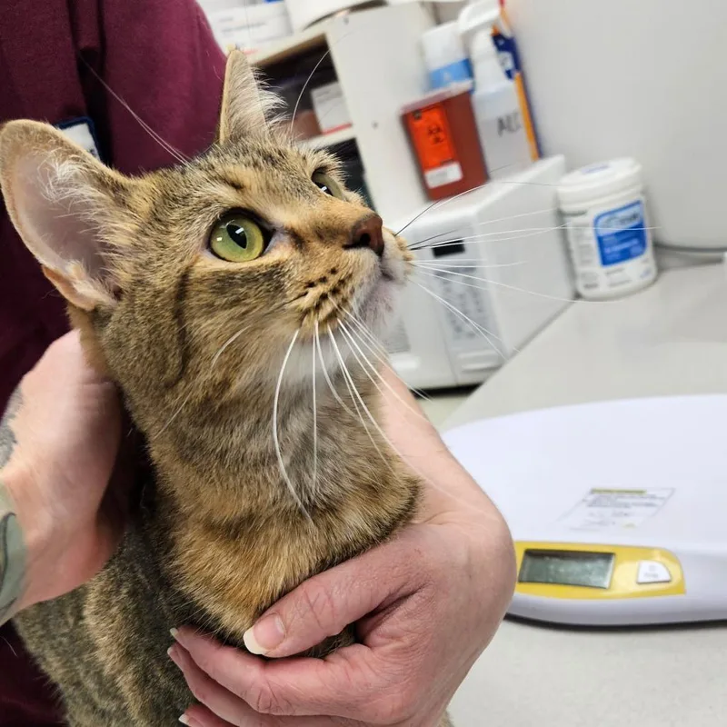 An adult medium-sized female Brown / Chocolate Domestic Short Hair cat named Tiki for adoption in Oneonta, NY