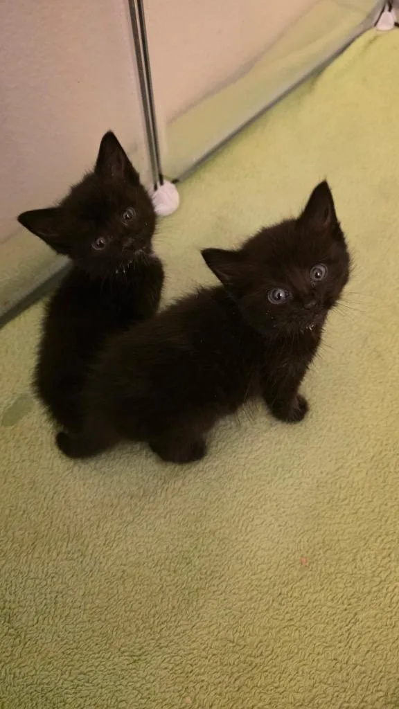 A baby small-sized female Bombay cat named Ember for adoption in Lewisville, TX