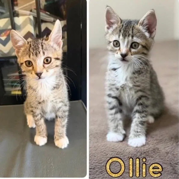 A baby small-sized male Brown / Chocolate Domestic Short Hair cat named Ollie for adoption in Orangevale, CA