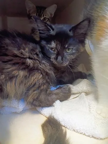 A young small-sized female Domestic Short Hair cat named Juliet for adoption in Beatrice, NE