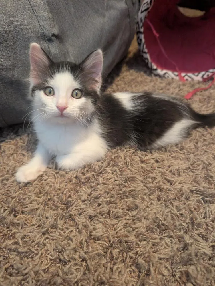 A baby medium-sized male Domestic Short Hair cat named Mochi for adoption in Oceanside, CA