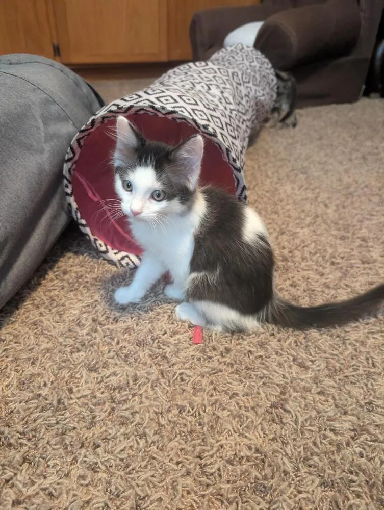 Mochi thumbnail 3