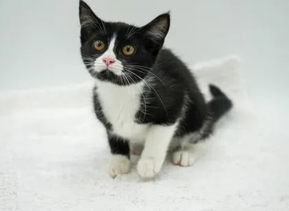 A young small-sized female Domestic Short Hair cat named Rain for adoption in Bowling Green, KY