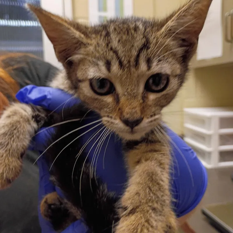 A baby small-sized female Gray / Blue / Silver Domestic Short Hair cat named StrayRiverRoad for adoption in Columbus, GA