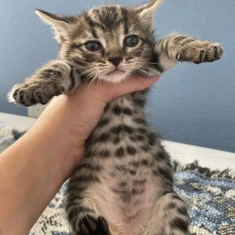 A baby small-sized male Gray / Blue / Silver Domestic Short Hair cat named Twix for adoption in CHANUTE, KS