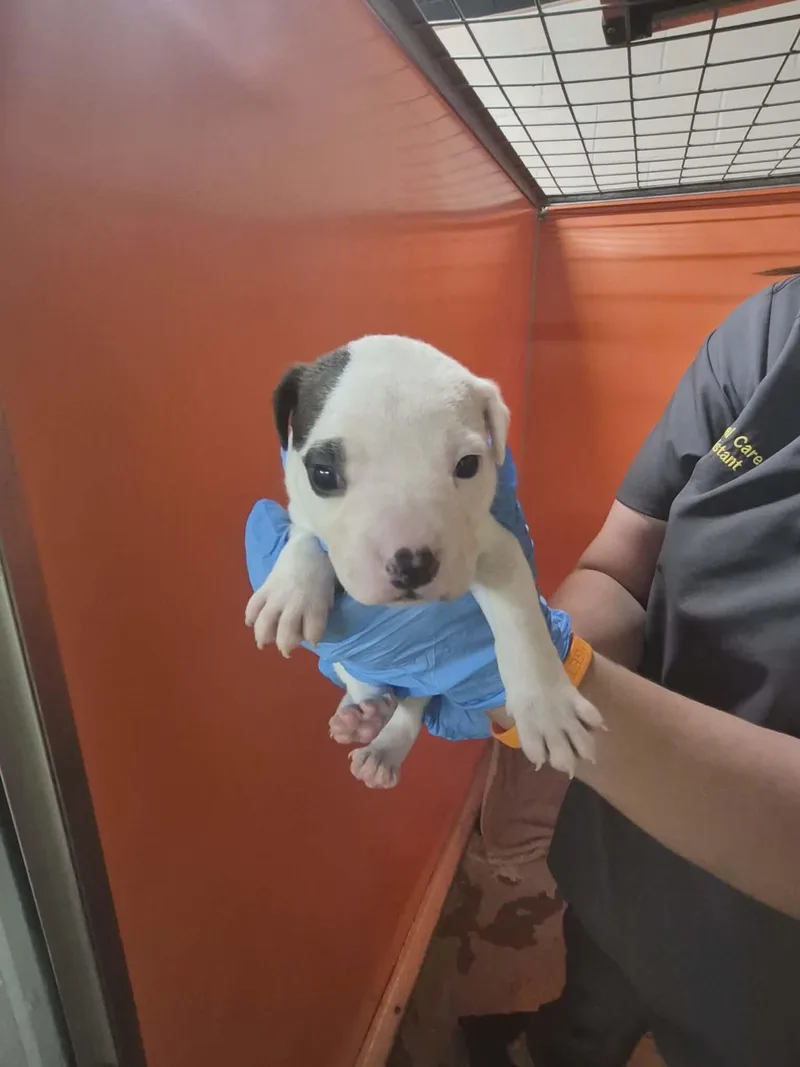 A baby small-sized male Gray / Blue / Silver Mixed Breed dog named Turtle for adoption in Clinton, WI
