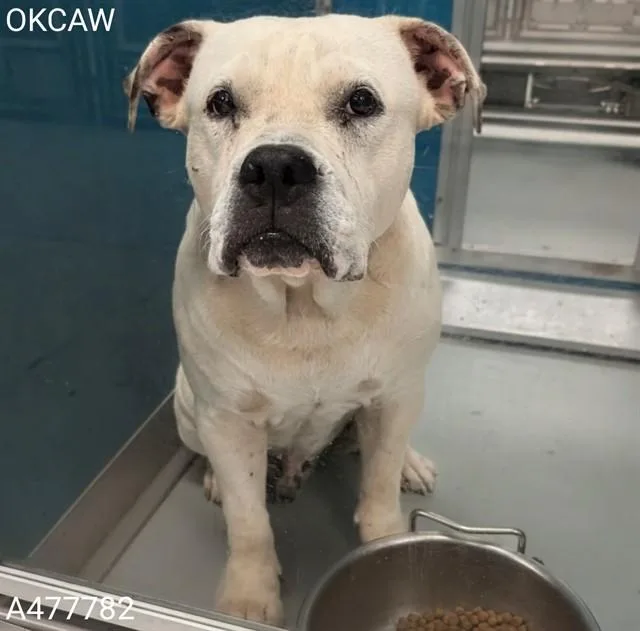An adult medium-sized male American Bulldog dog named Lightning for adoption in Oklahoma City, OK