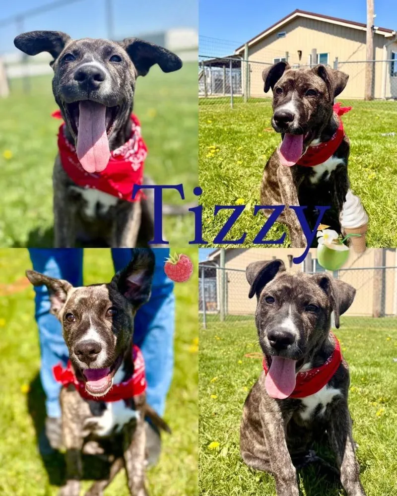 A baby medium-sized male Mountain Cur dog named Tizzy for adoption in Rensselaer, IN