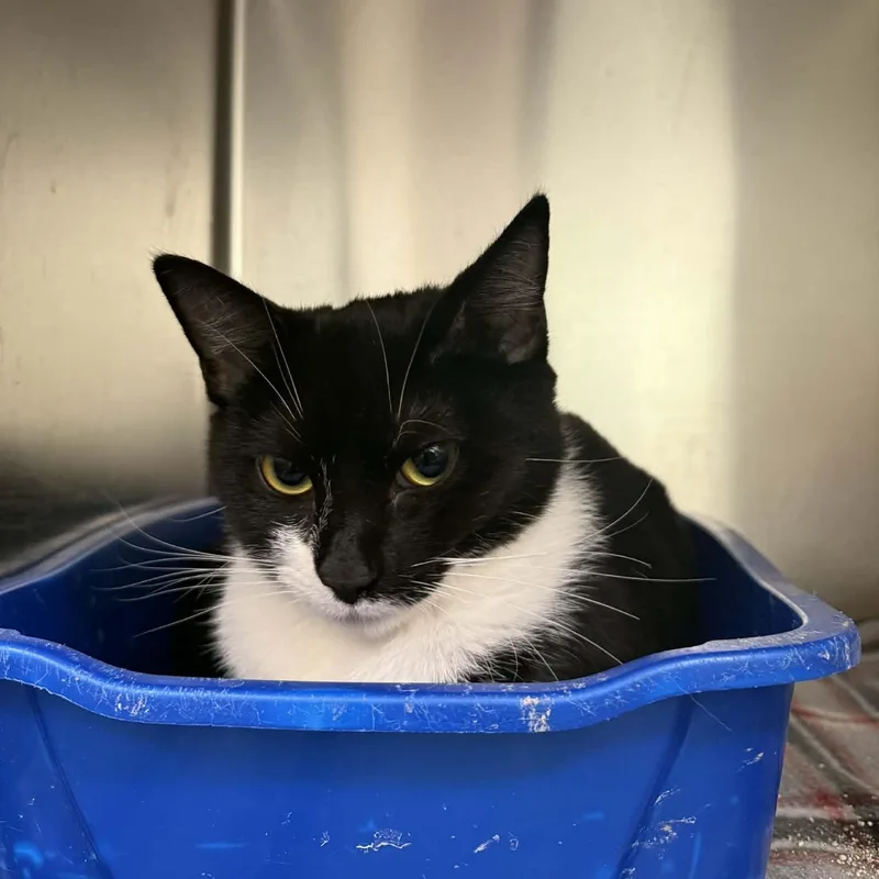 A young medium-sized female Black & White / Tuxedo Domestic Short Hair cat named Trix for adoption in Martinsville, IN