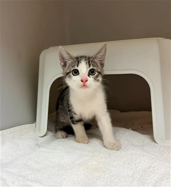 A baby small-sized male Domestic Short Hair cat named Sky for adoption in Statesville, NC