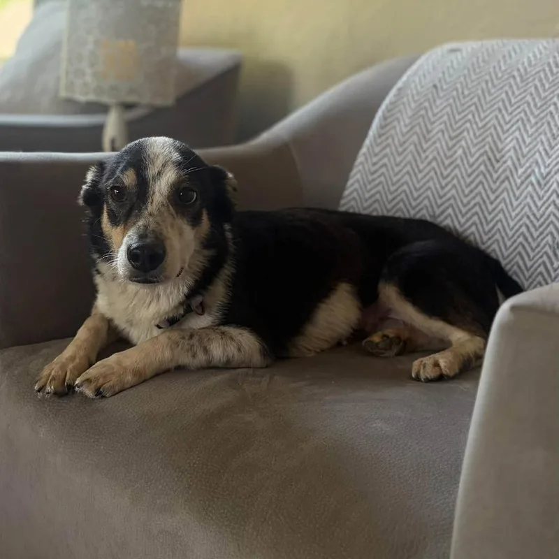 An adult small-sized female Corgi dog named Marcy for adoption in Olathe, KS
