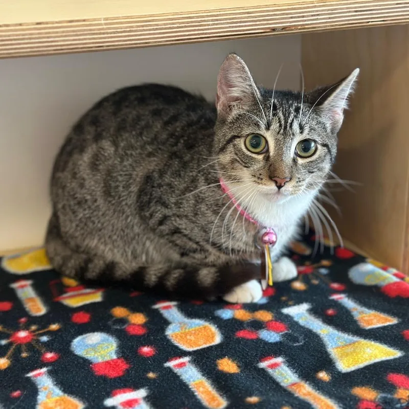 A young small-sized female Brown / Chocolate Domestic Short Hair cat named D Mitochondria for adoption in Port Washington, NY