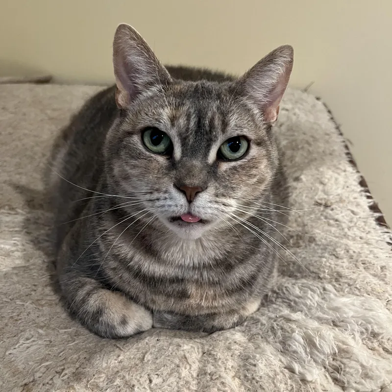 An adult large-sized female Buff / Tan / Fawn Dilute Tortoiseshell cat named Blossom for adoption in Franklinville, NJ