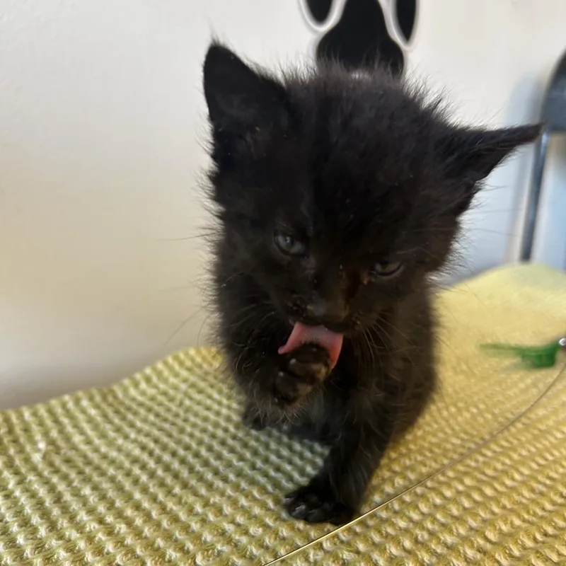 A baby small-sized female Black Domestic Short Hair cat named Magnolia for adoption in Little Rock, AR