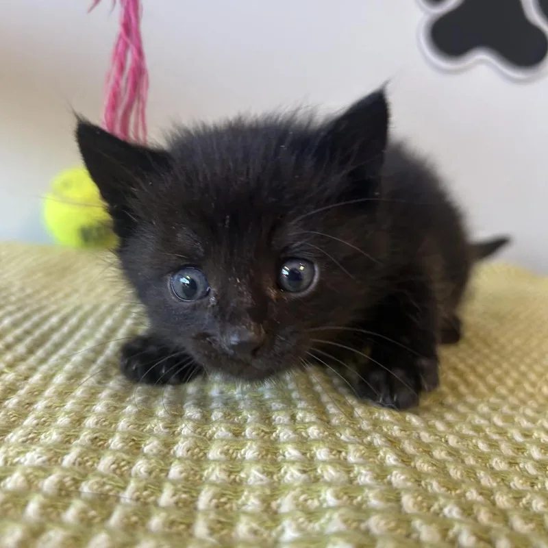 Magnolia thumbnail 2