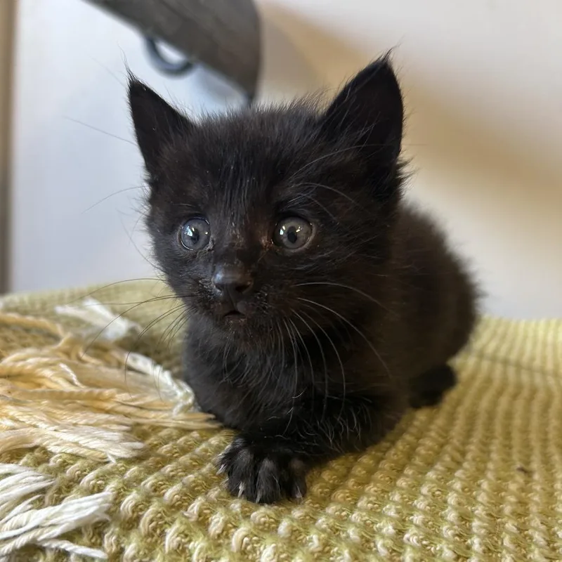 Magnolia thumbnail 3