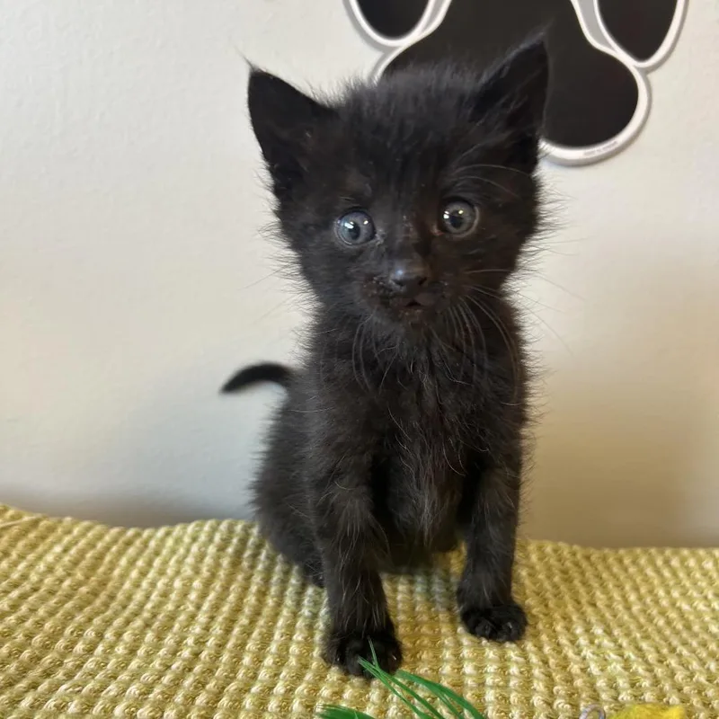 Magnolia thumbnail 4