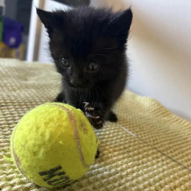 Magnolia thumbnail 5