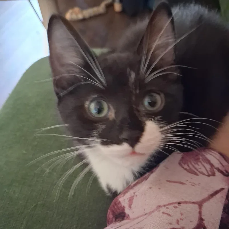 A baby small-sized male Black Domestic Short Hair cat named Tux for adoption in Evansville, IN