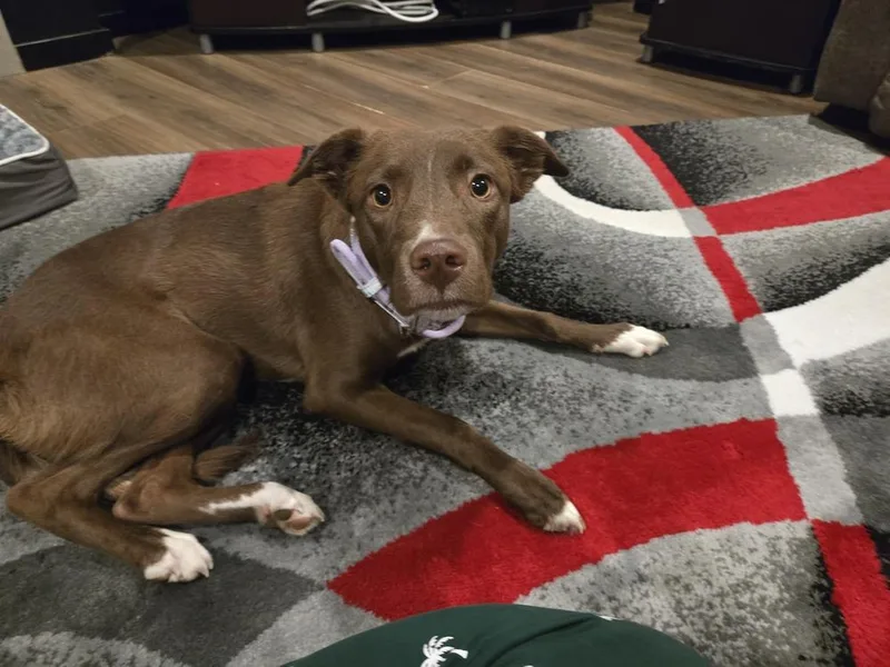 An adult medium-sized female Brown / Chocolate Labrador Retriever dog named Luci for adoption in Gig Harbor, WA