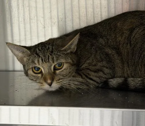 A young small-sized female Domestic Short Hair cat named Sage for adoption in Webster, MA