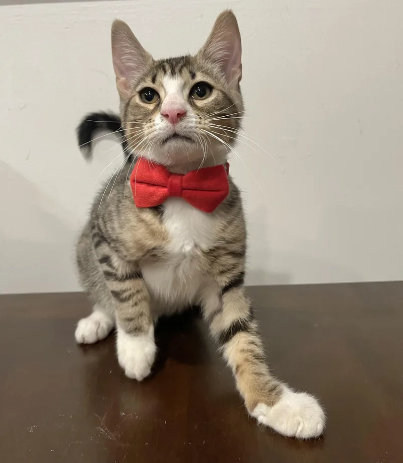A baby small-sized male Tabby (Buff / Tan / Fawn) Domestic Short Hair cat named Radish for adoption in Bayside, NY
