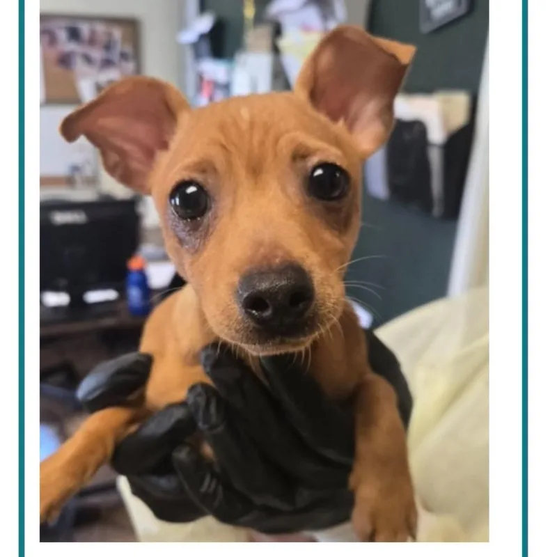 A baby small-sized female Yellow / Tan / Blond / Fawn Terrier dog named Mookie for adoption in Griswold, CT