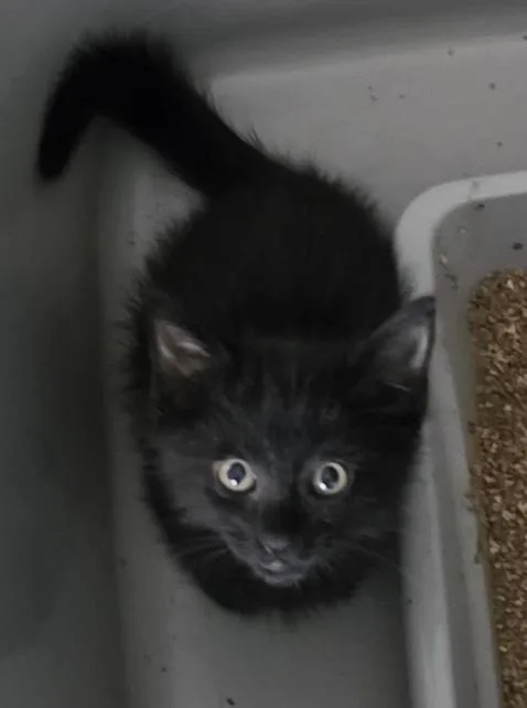 A baby small-sized male Black Domestic Short Hair cat named Ringo for adoption in Gardena, CA