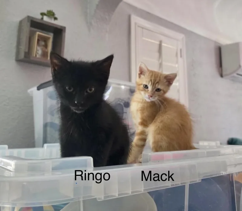 Ringo thumbnail 2
