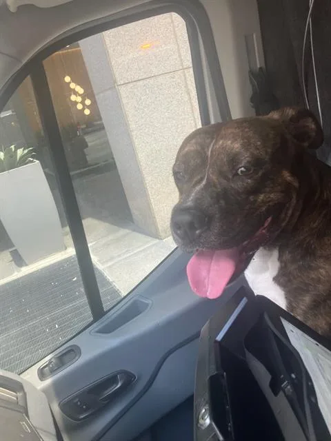 A young large-sized male Mixed Breed dog named Paul for adoption in Dallas, TX