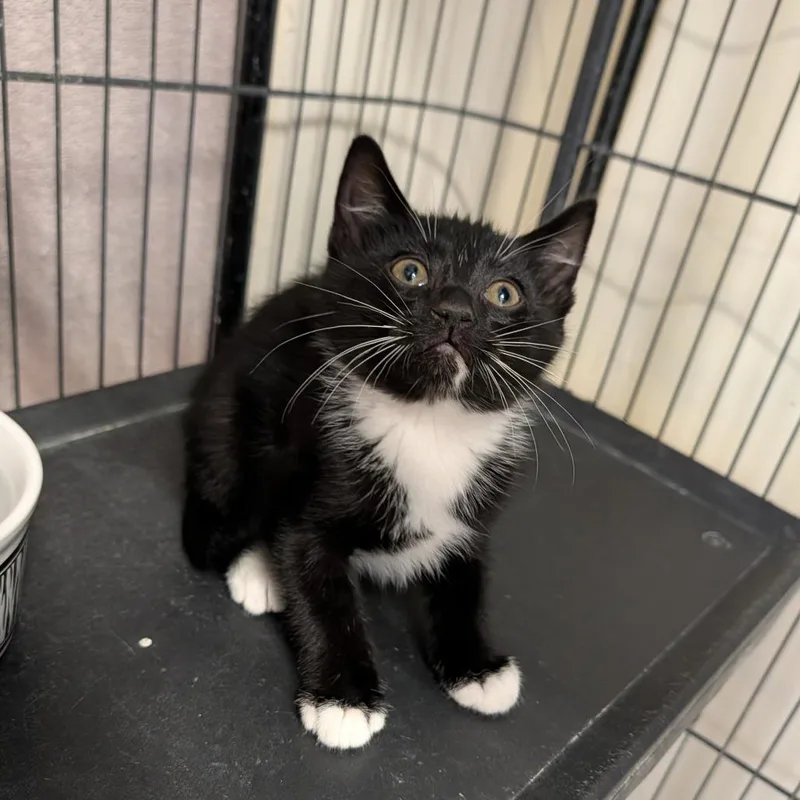 A baby medium-sized male Black & White / Tuxedo Domestic Short Hair cat named Scooby for adoption in Cape Girardeau, MO