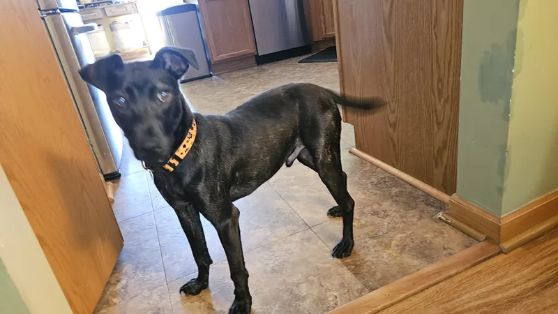 A young medium-sized male Terrier dog named Leo for adoption in Aurora, IL