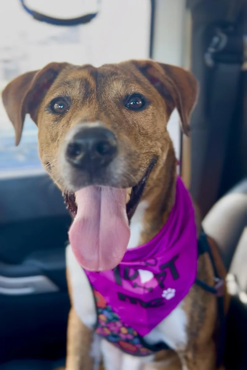 A young medium-sized female Brindle Coonhound dog named Chanel for adoption in Coconut Creek, FL