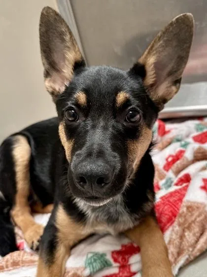 A baby large-sized male Black Mixed Breed dog named Chico for adoption in Wichita, KS