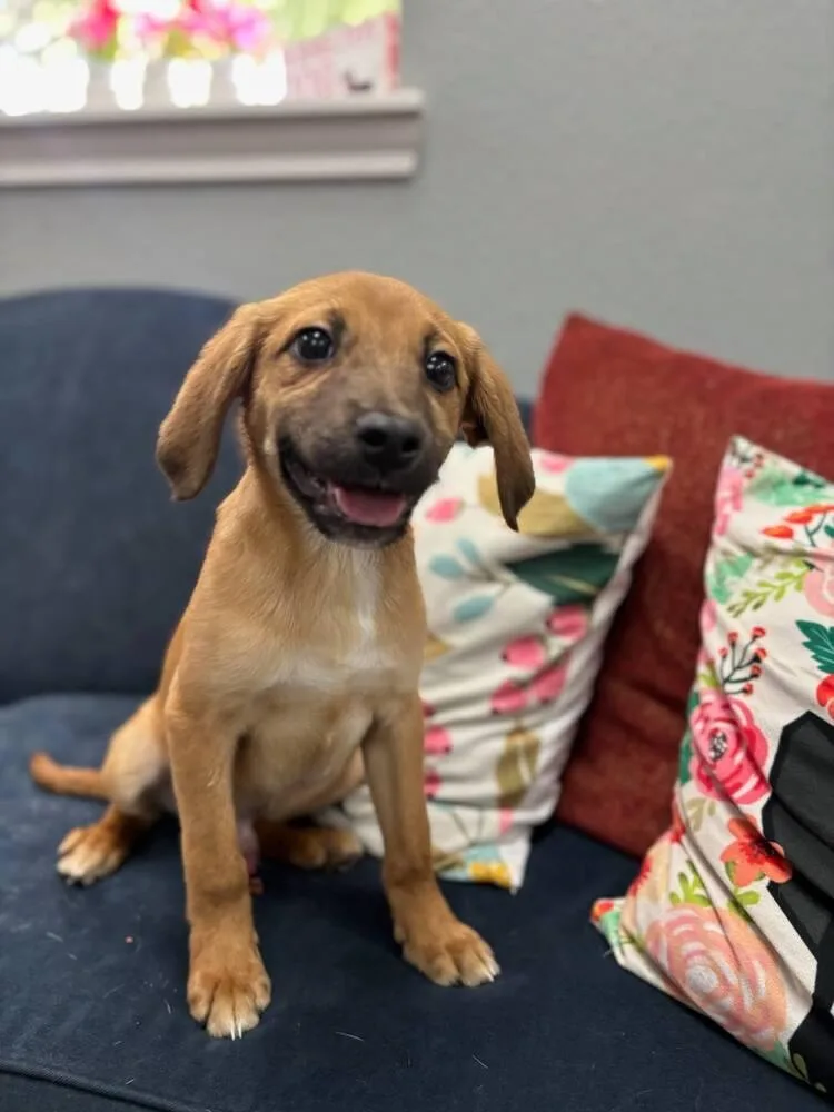 A baby medium-sized male Brown / Chocolate Mixed Breed dog named Milo for adoption in San Leon, TX
