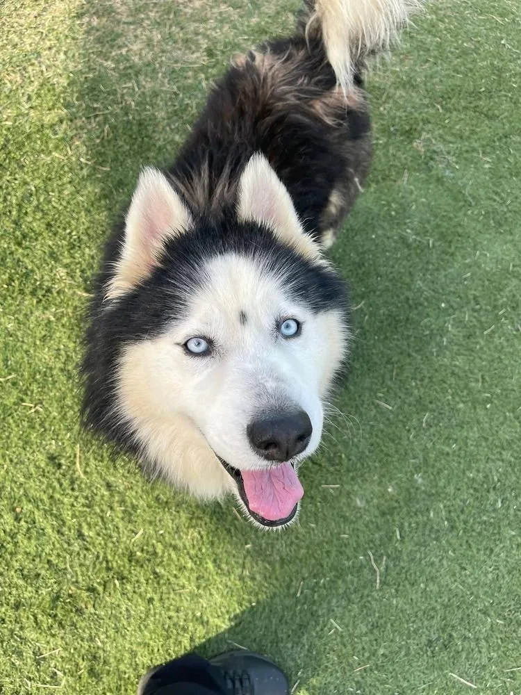 A young medium-sized male Siberian Husky dog named Atlas for adoption in Statesville, NC
