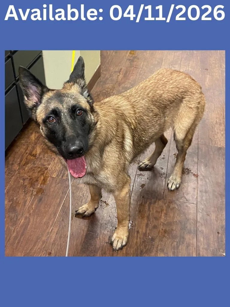 An adult large-sized male Belgian Shepherd / Malinois dog named Dog Kennel  Wolfie for adoption in Greenville, TX
