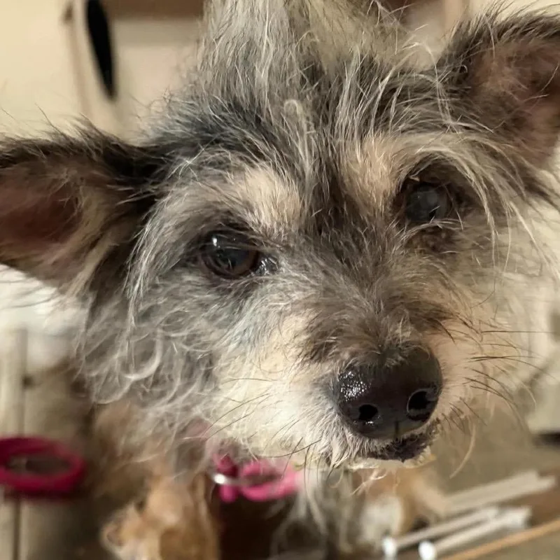 A senior small-sized female Black Terrier dog named Mazie for adoption in Gulfport, MS