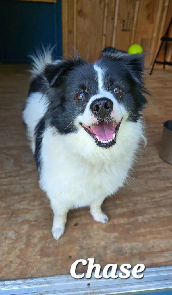 An adult small-sized male Pomeranian dog named Chase Yrly for adoption in Sidney, OH