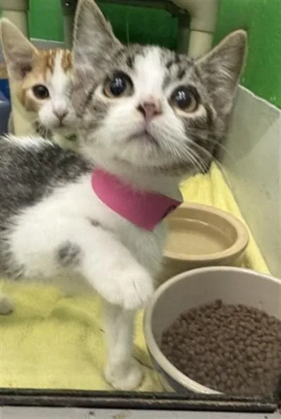 A baby medium-sized male Domestic Short Hair cat named Shell for adoption in Peoria, IL