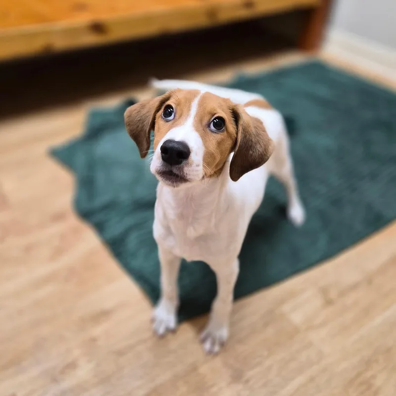 A baby small-sized male Coonhound dog named Houston for adoption in Woodstock, IL